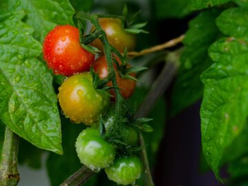 Pomidory zużywają dużo energii na produkcję owoców, obrywanie liści to sposób, by ją oszczędzić