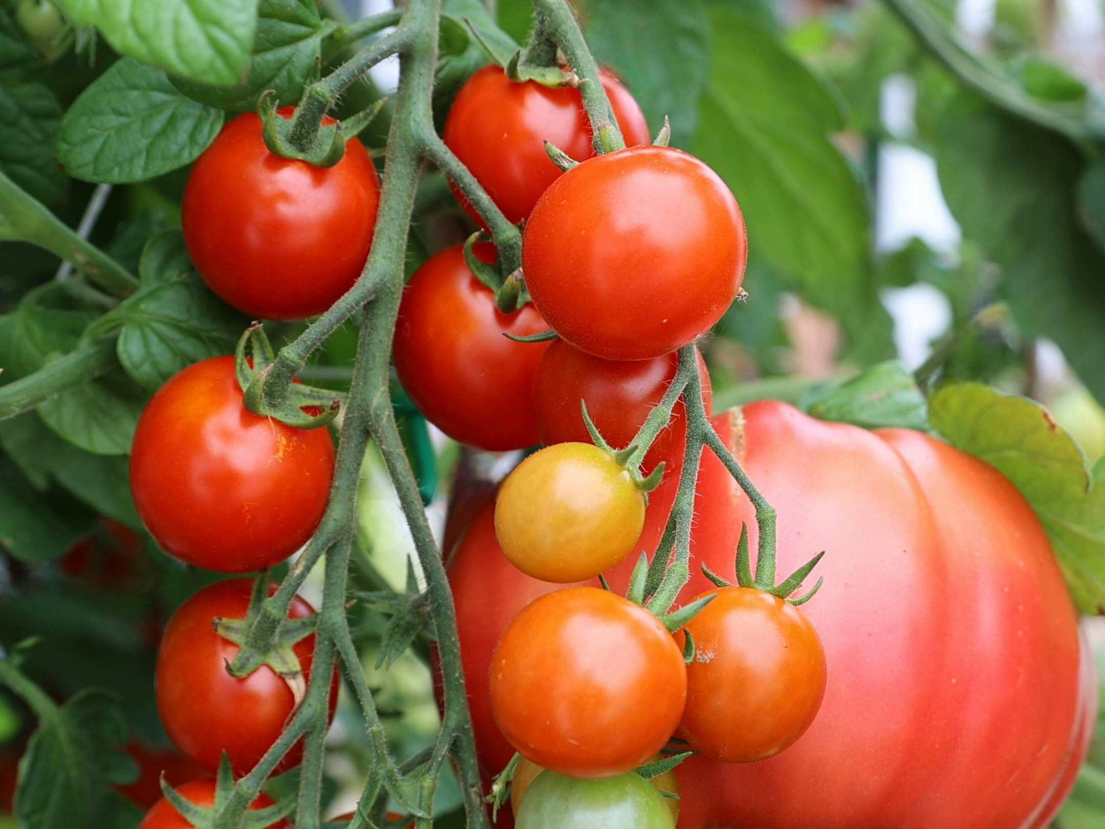 Pioneering research by Polish scientists. They heard the plants and got valuable information – Wprost