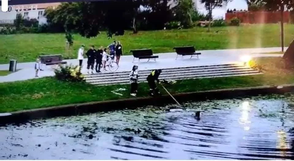 Kobieta uratowała kocięta