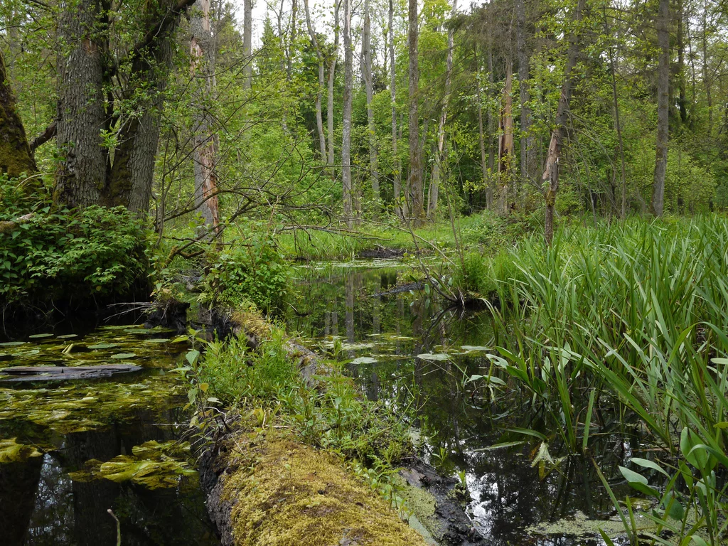 Puszcza Białowieska