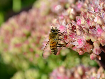 Posadź rośliny, które lubią pszczoły i trzmiele, a plony zwiększą się nawet o 70 procent