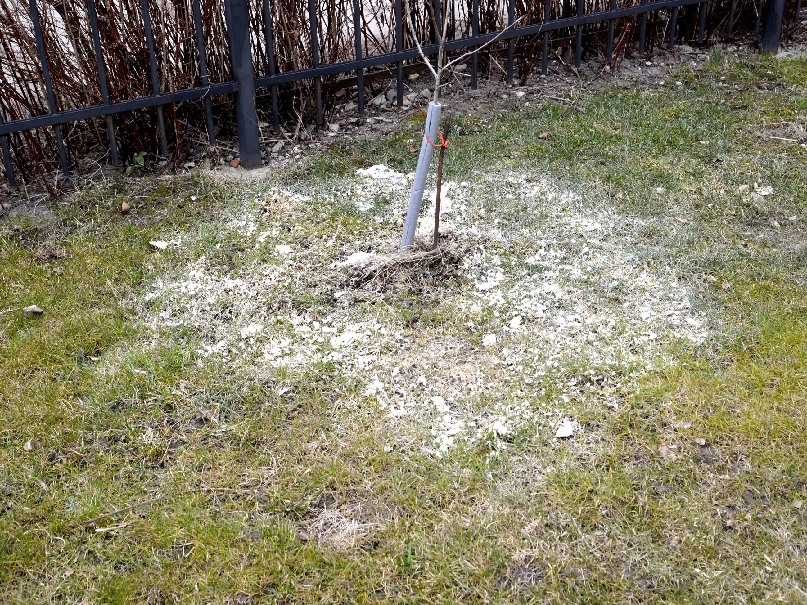 Ten trik za 3 zł uratuje twój trawnik przed zimą