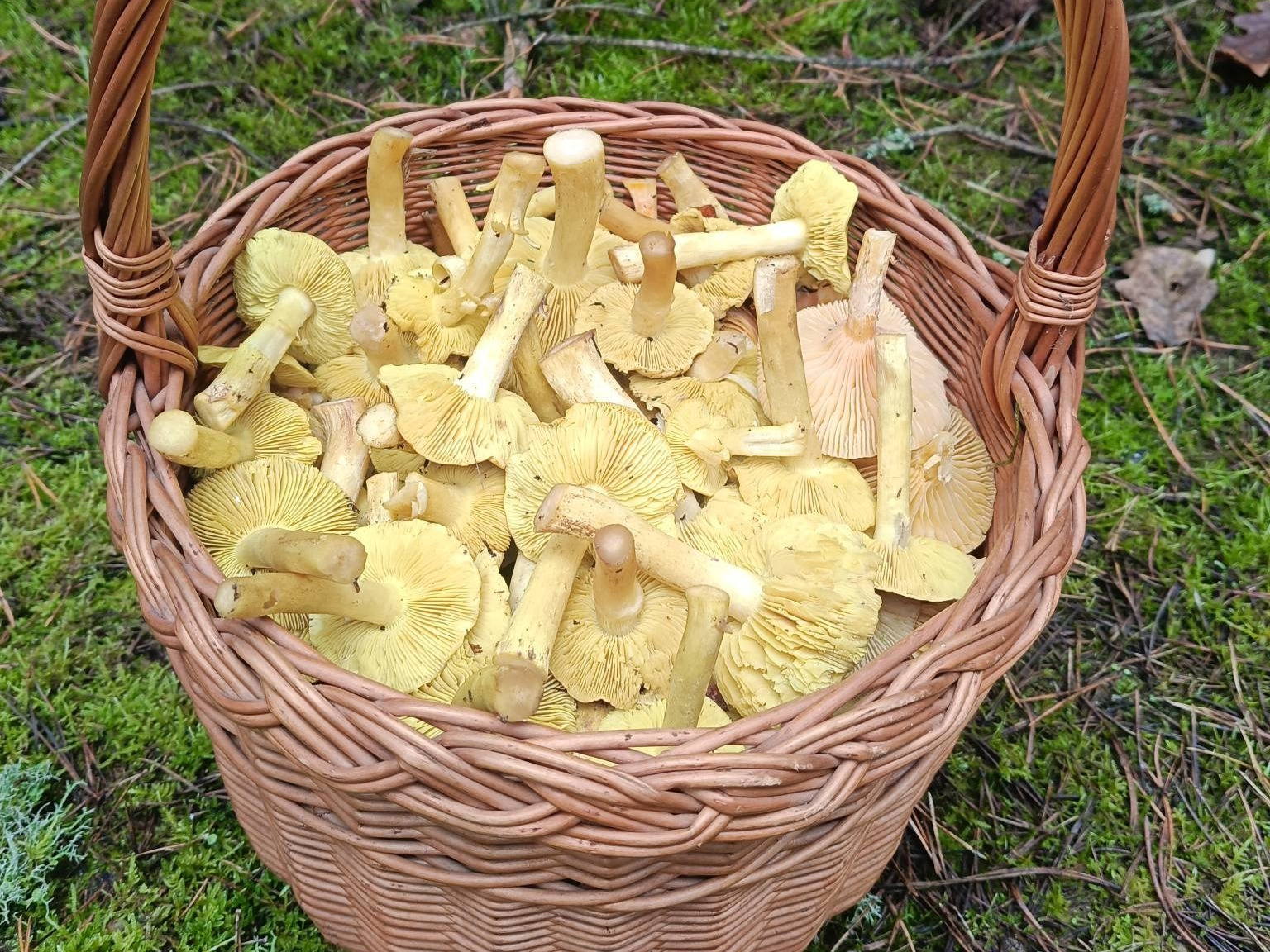 Poszedł na grzyby przed samymi świętami. Wrócił z pełnym koszem