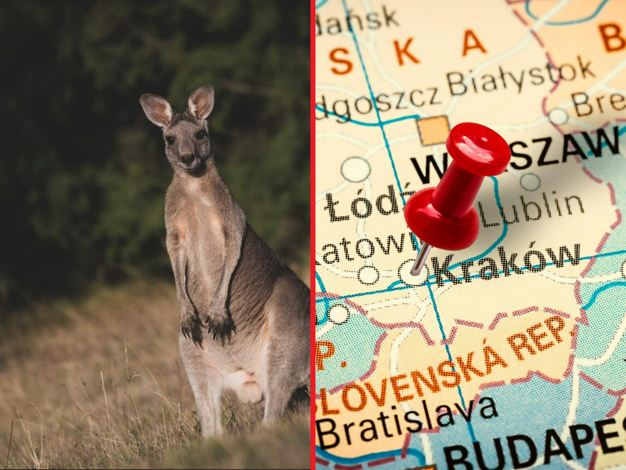 Kangur na gigancie. Niespodziewany gość chodził po rynku polskiego miasta