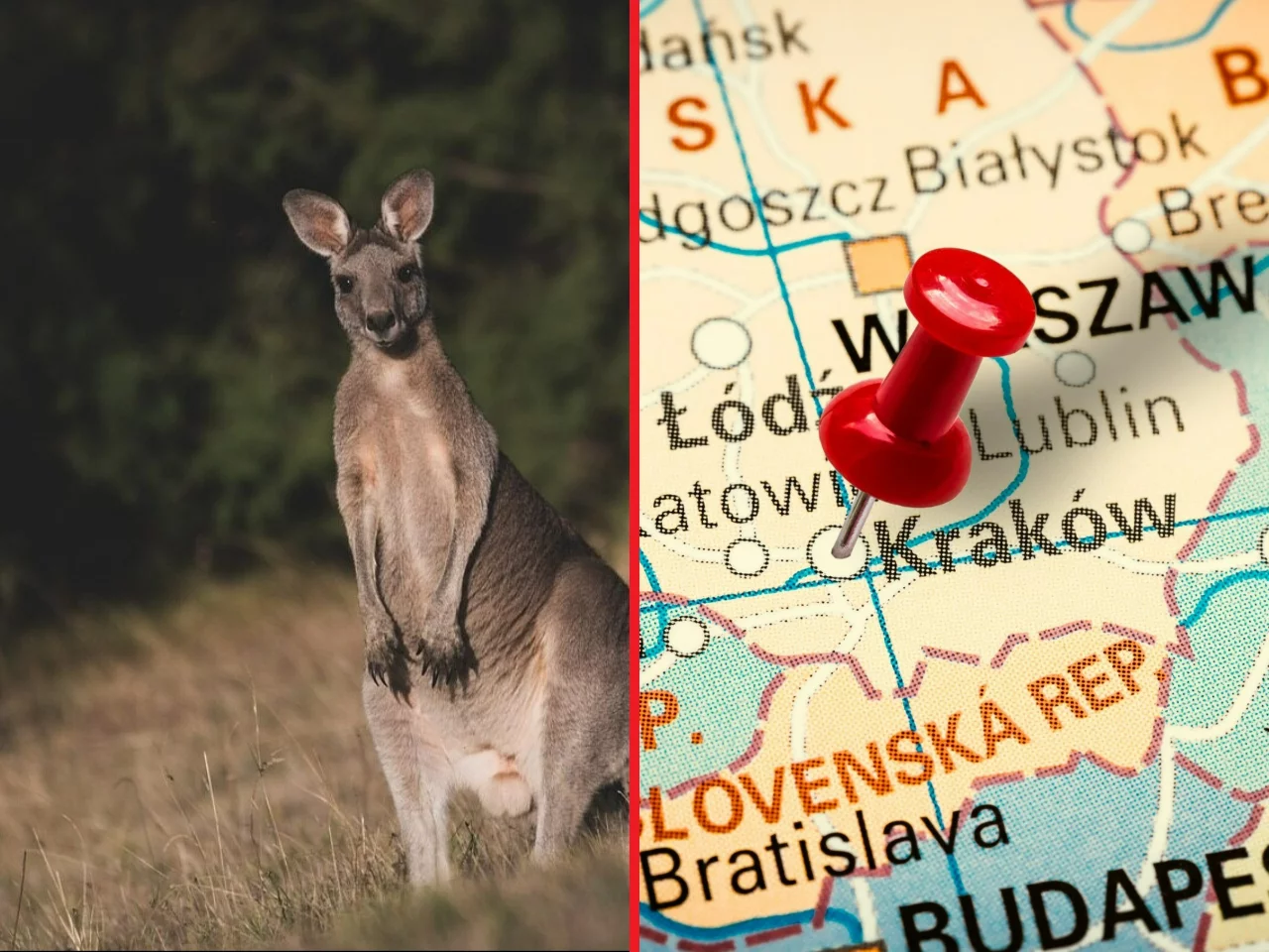Ucieczka kangura w województwie łódzkim