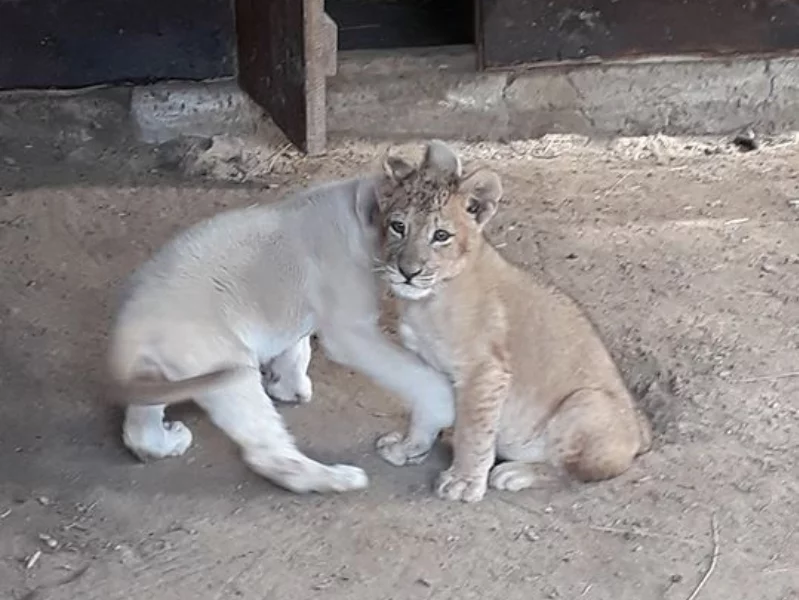 Zwierzęta w ZOO Wojciechów