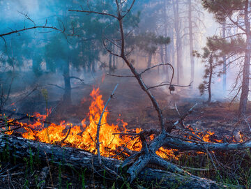 Pożar lasu, zdjęcie ilustracyjne