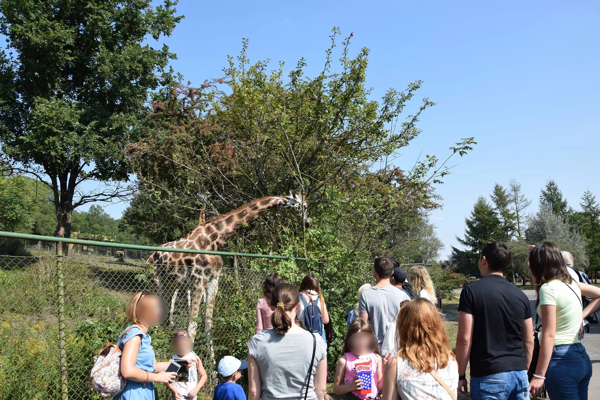 Goście poznańskiego zoo. Za chwilę zacznie się dokarmianie żyrafy