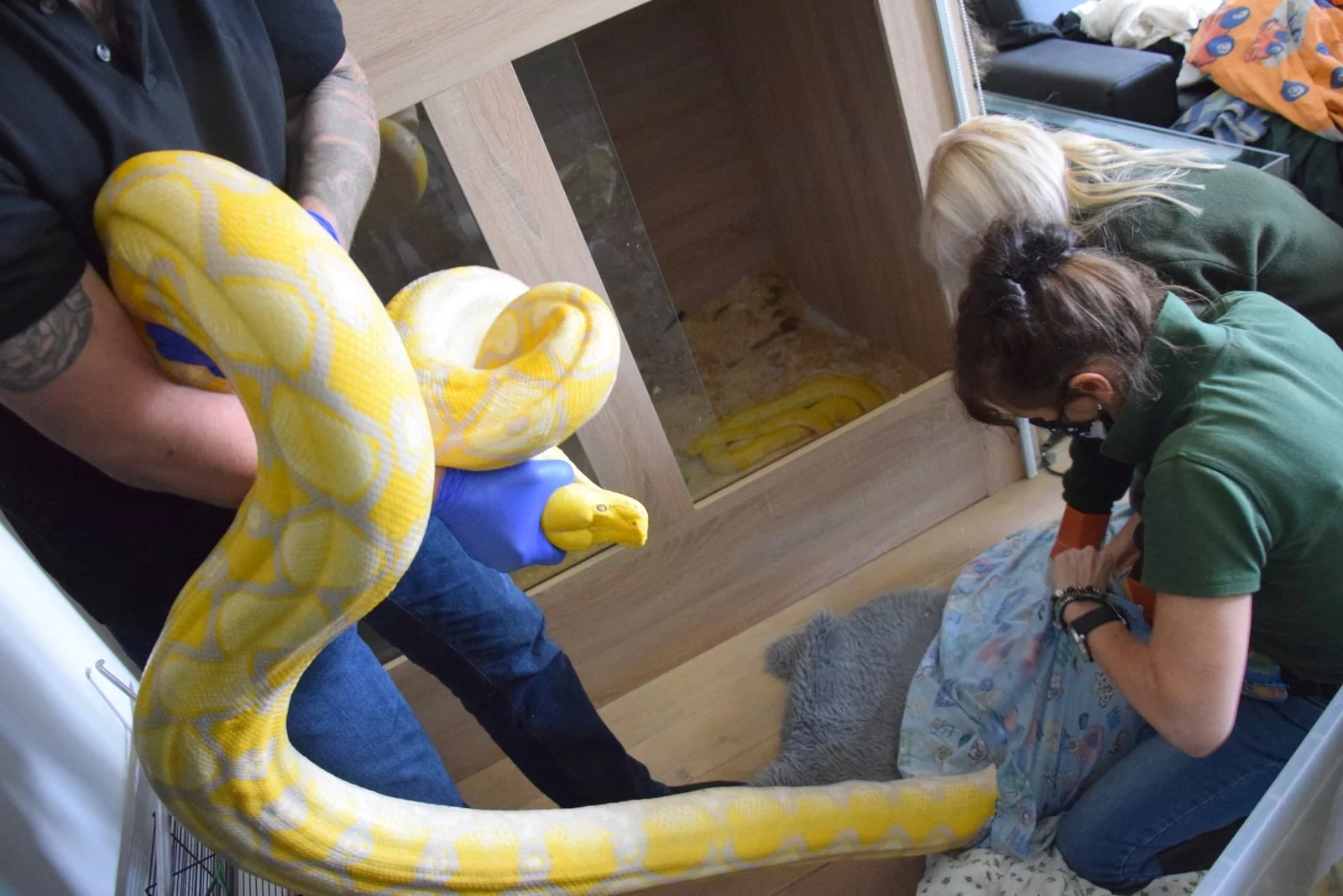 Wąż znaleziony w mieszkaniu