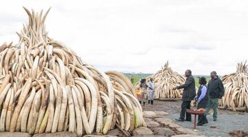 Prezydent Kenii Uhuru Kenyatta podpala stosy kości słoniowej i rogów jednorożców