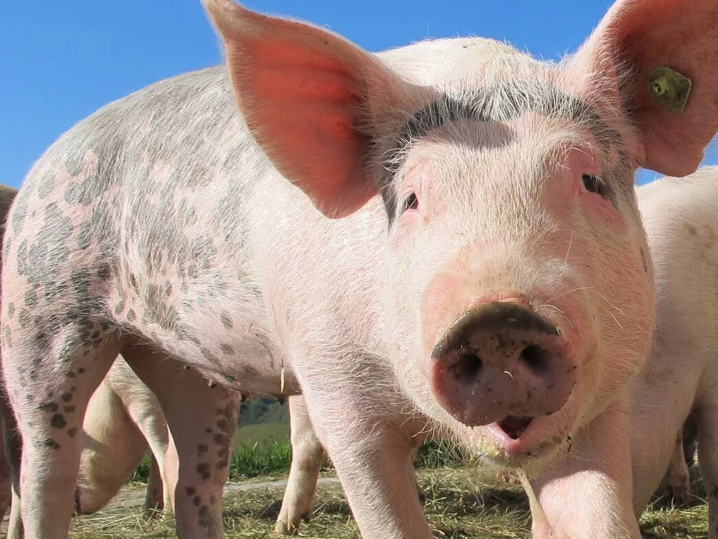 Hodowla świń. Biogaz jest często produkowany z odchodów zwierzęcych