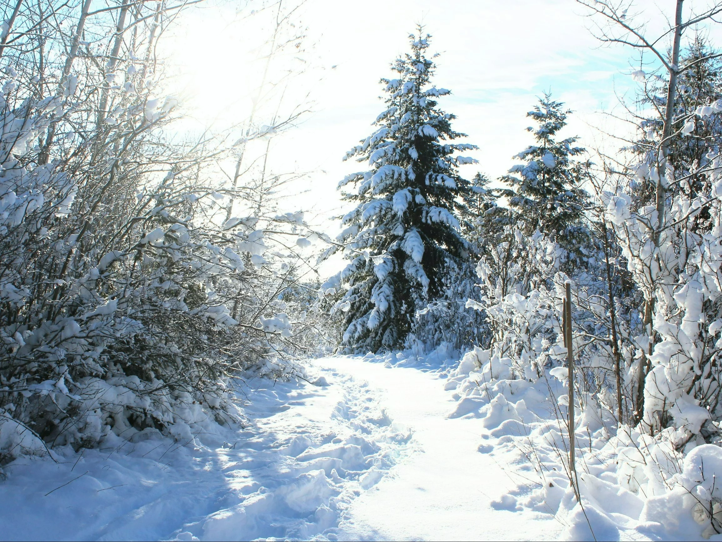 Taka będzie zima 2025/2026. Na święta sypnie śniegiem? „Mamy problem”