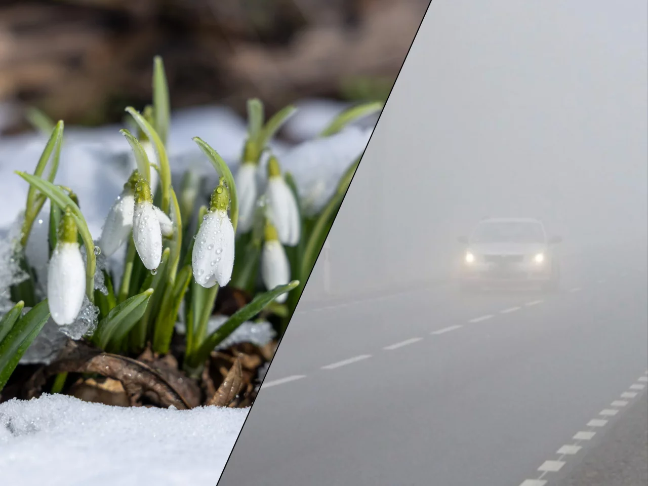 Przebiśniegi w śniegu, auto we mgle