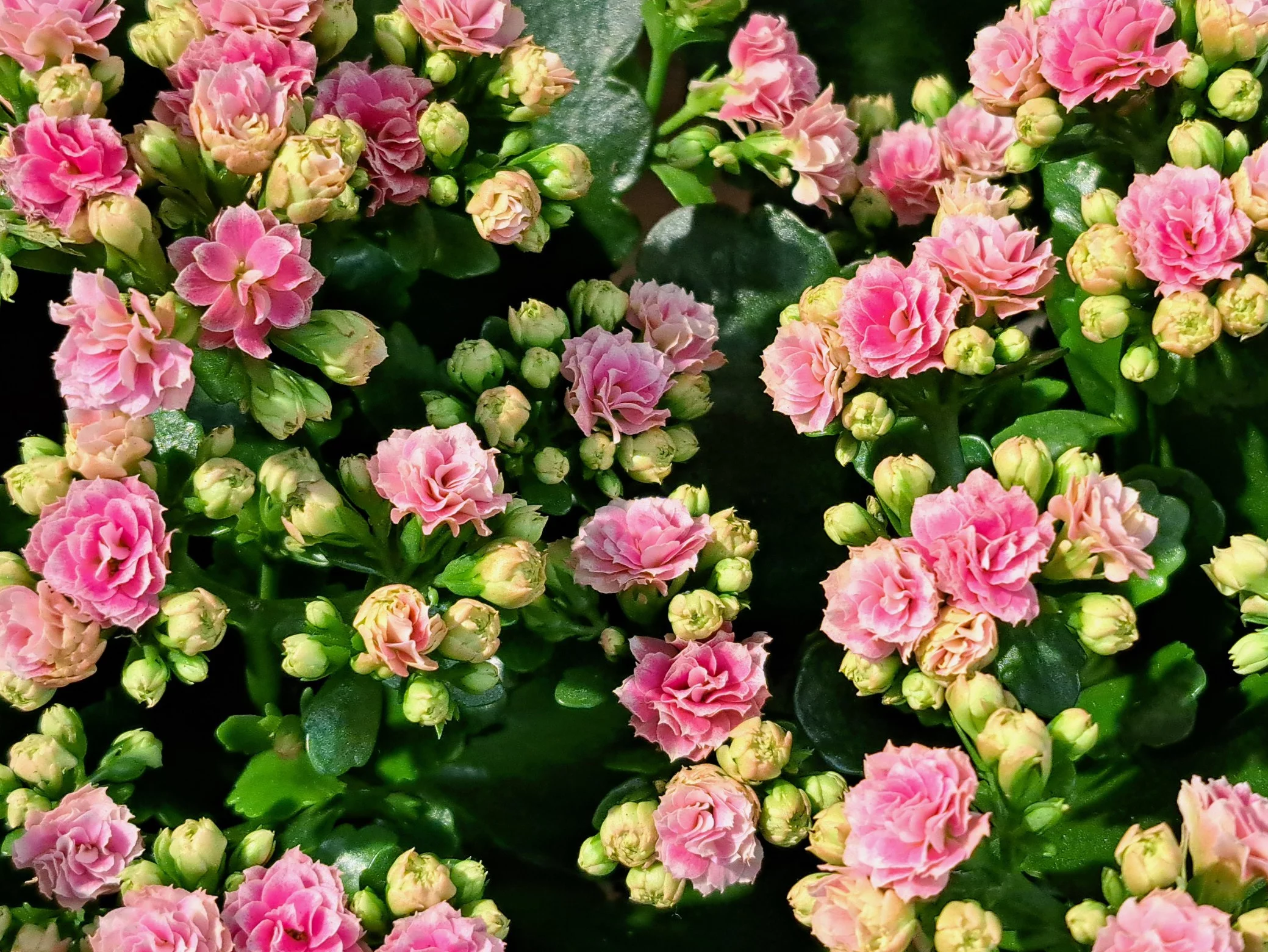 Kalanchoe