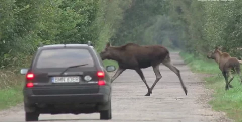 W autach można zamontować odstraszacze dzikich zwierząt