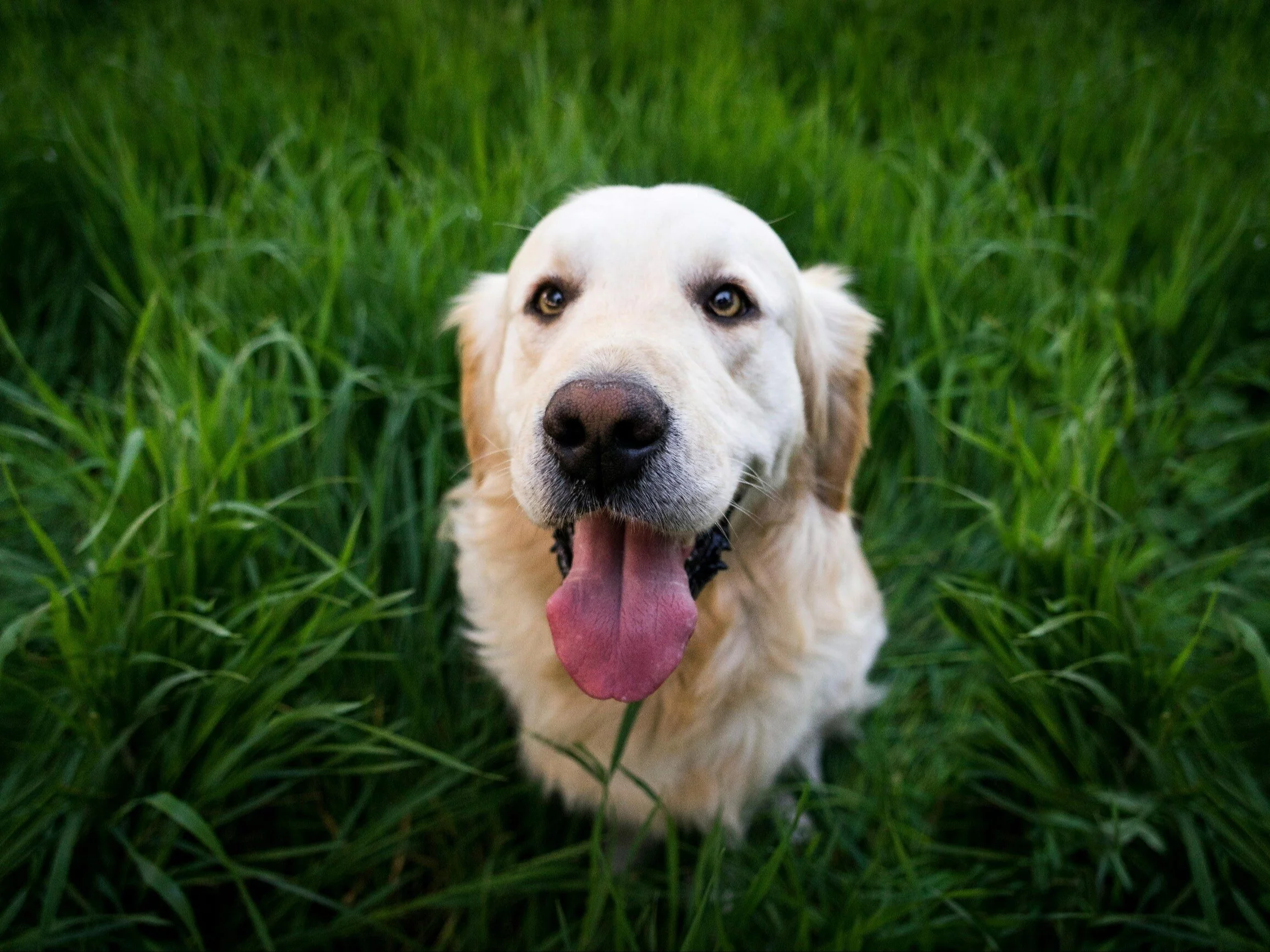 Pies golden retriever