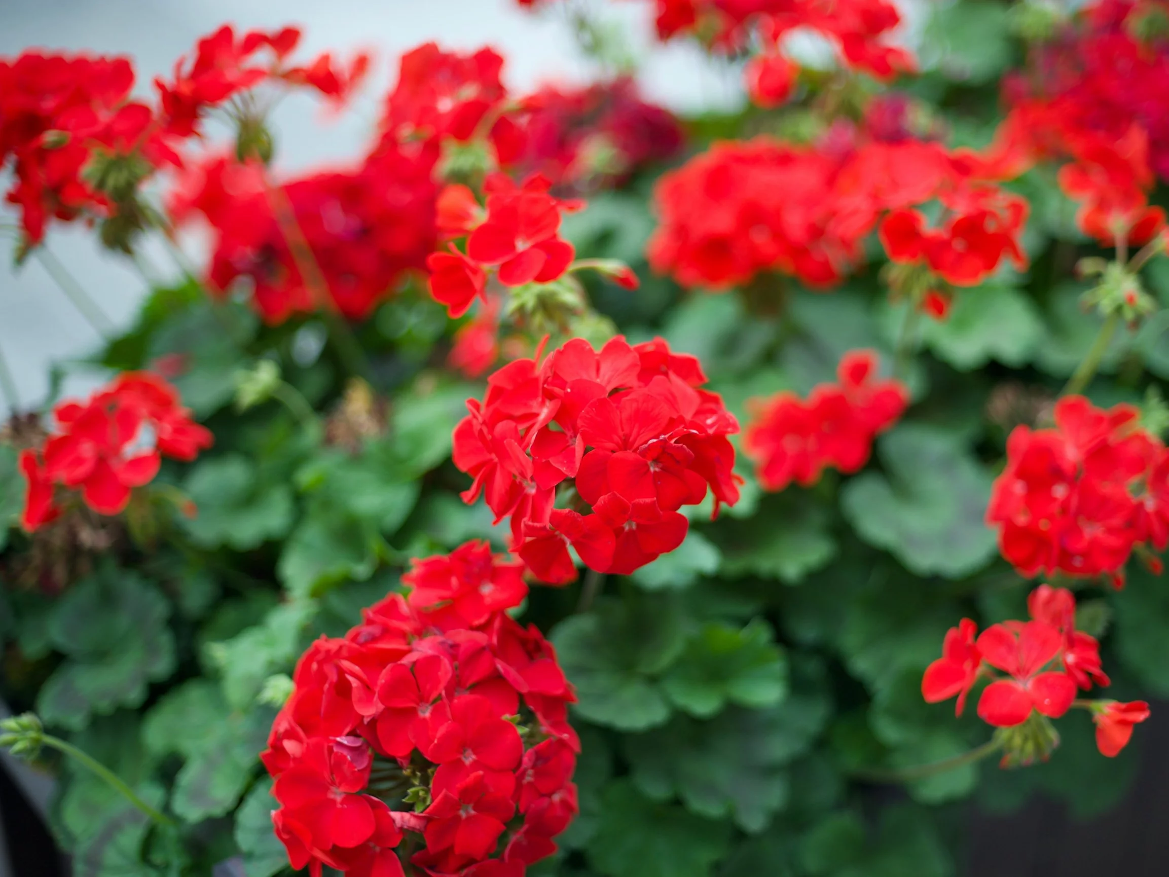 Pelargonie