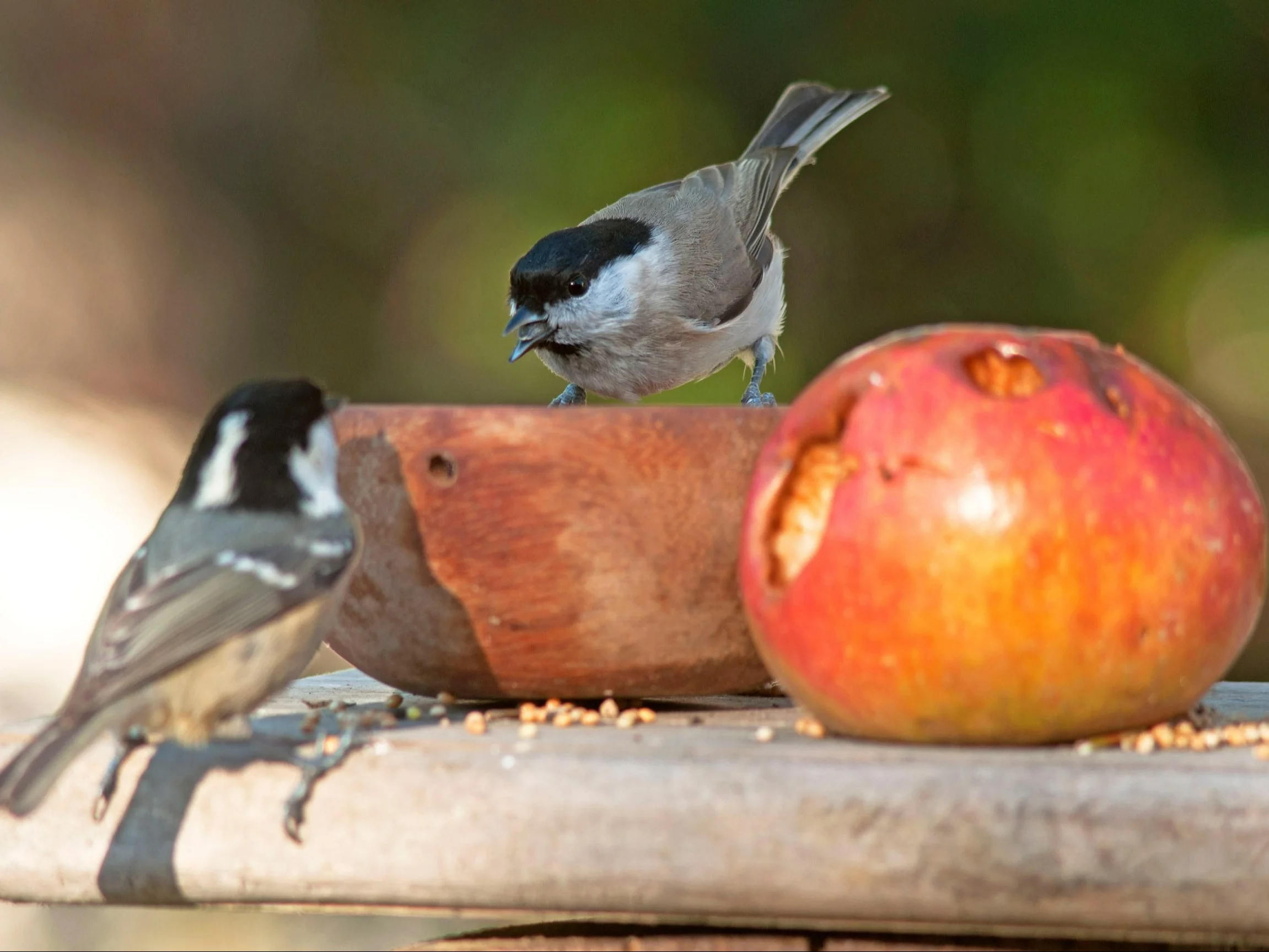 Prosty trik ogrodników. Tak można pomóc ptakom we wrześniu