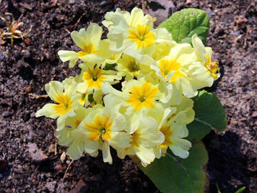 Prymulki – popularne wiosenne rośliny kwitnące