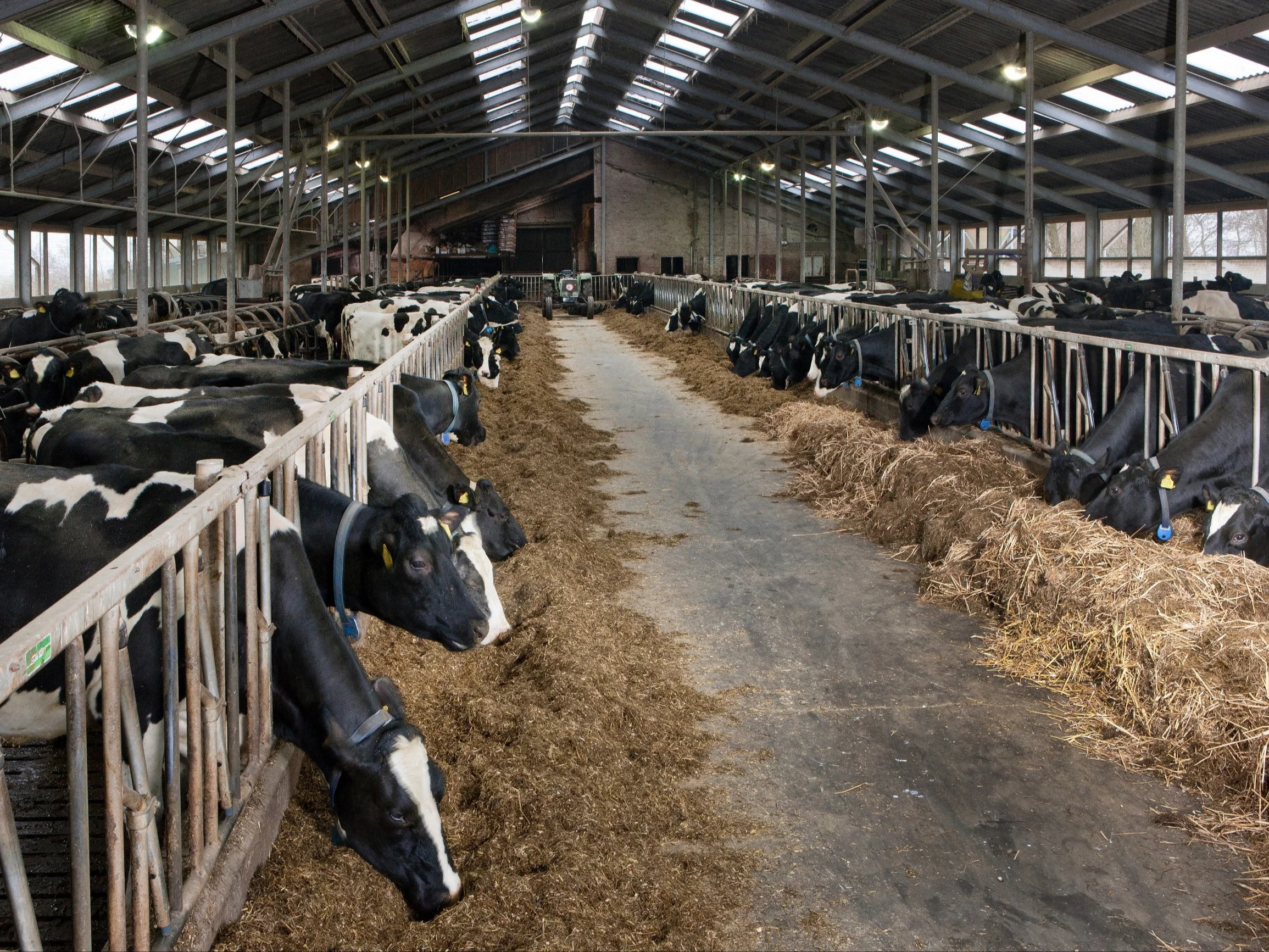 Krowy w gospodarstwie