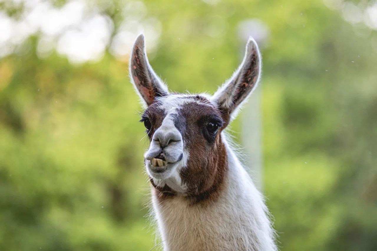 Lama