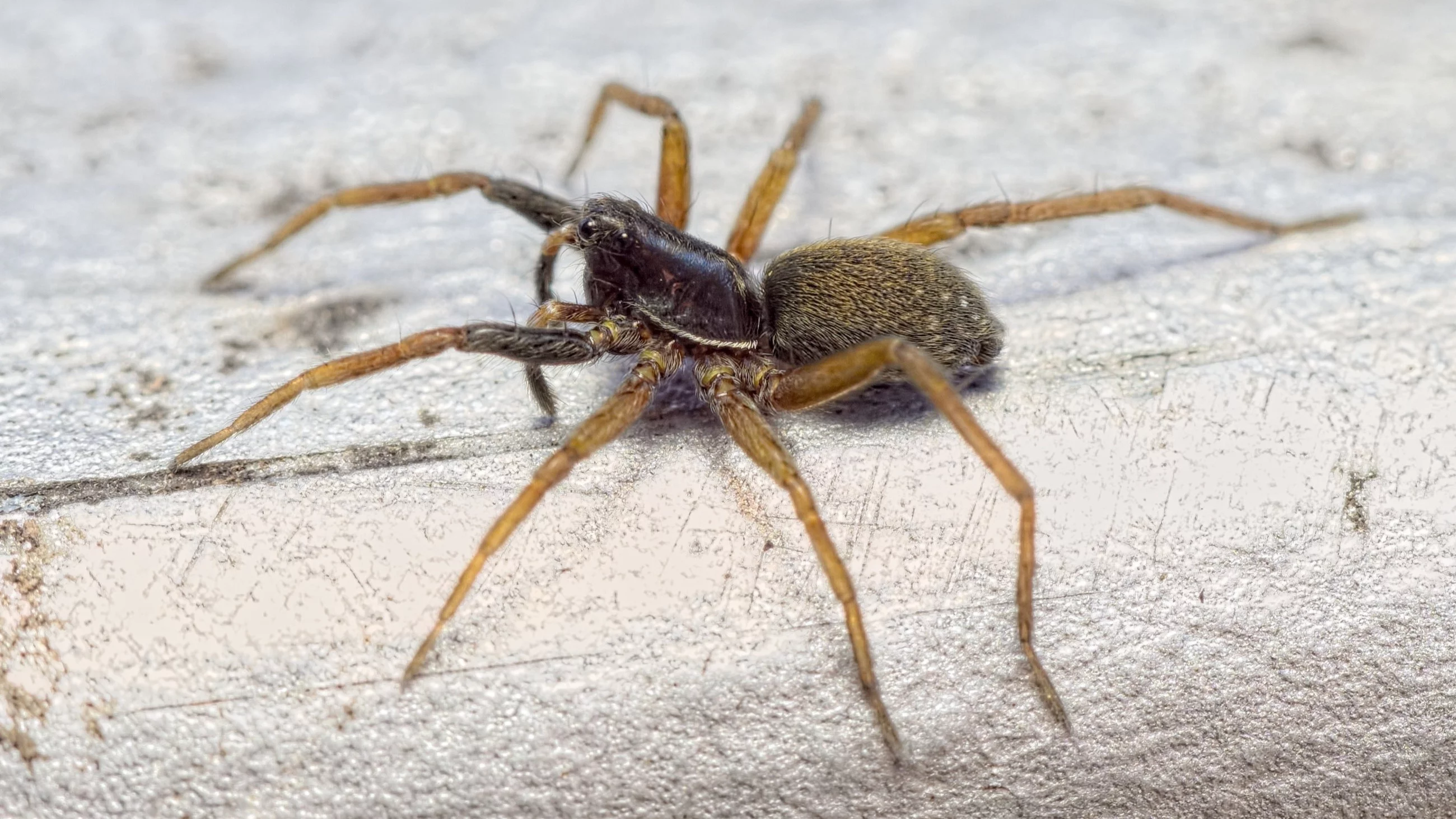 Rzadki gatunek pająka ponownie odkryty po 40 latach. „Ekscytujące znalezisko”