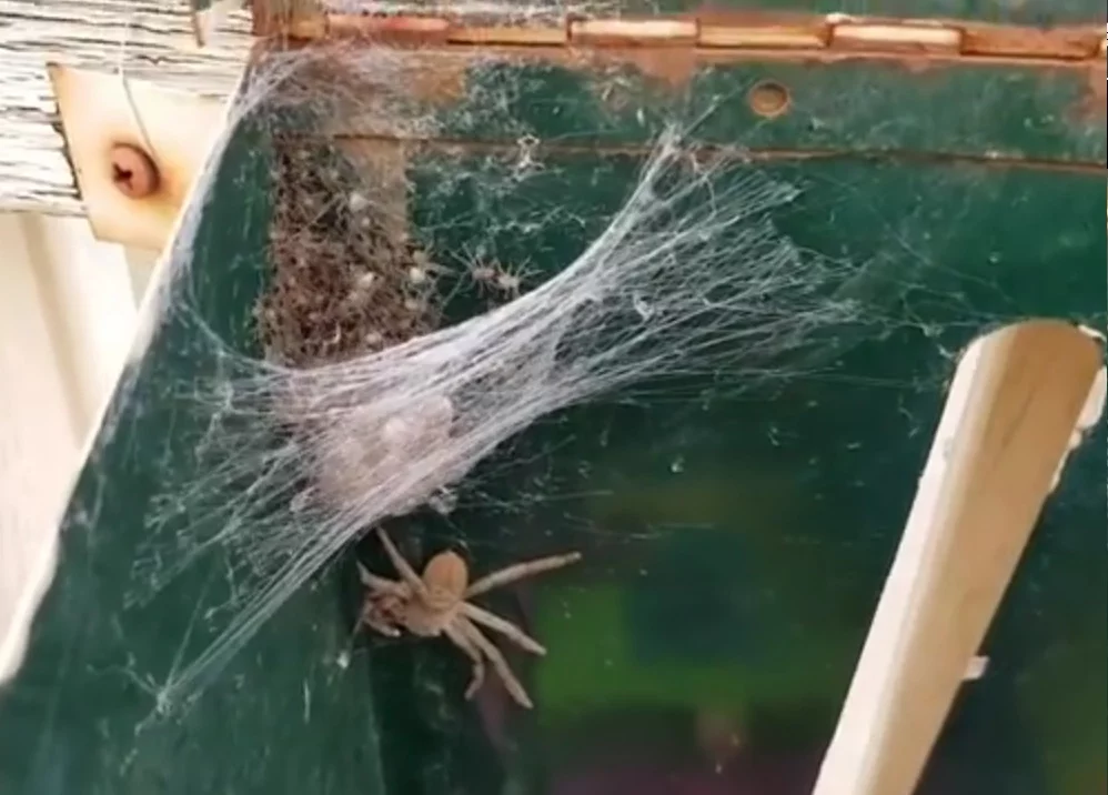 Przerażająca zawartość skrzynki na listy.