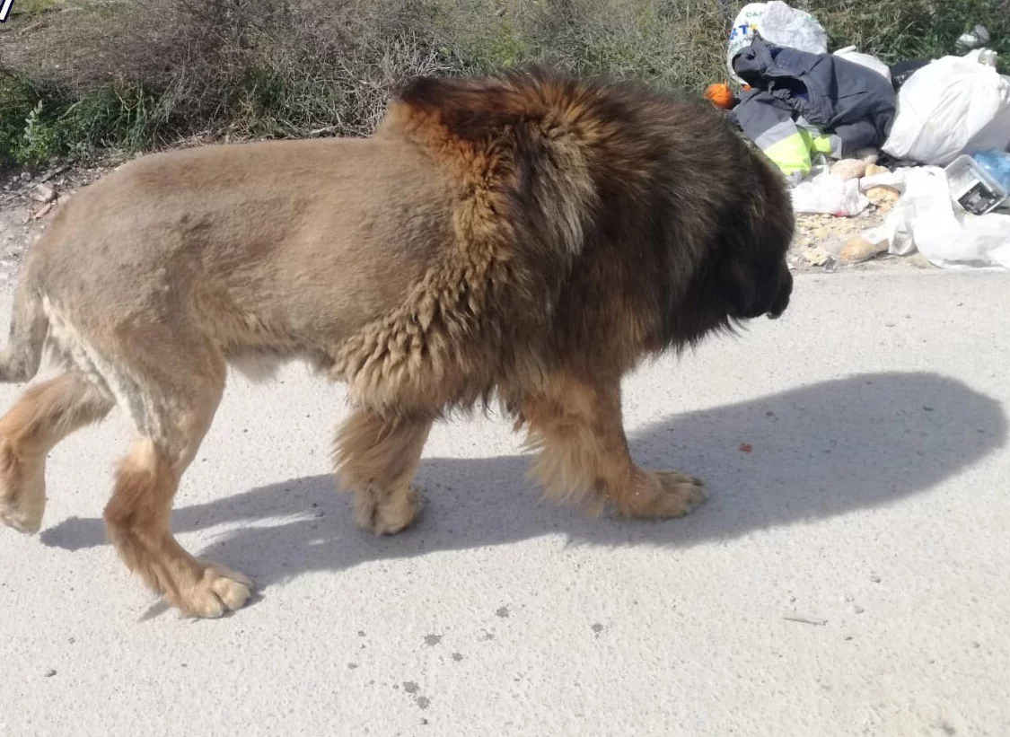 Pies, który wygląda jak lew