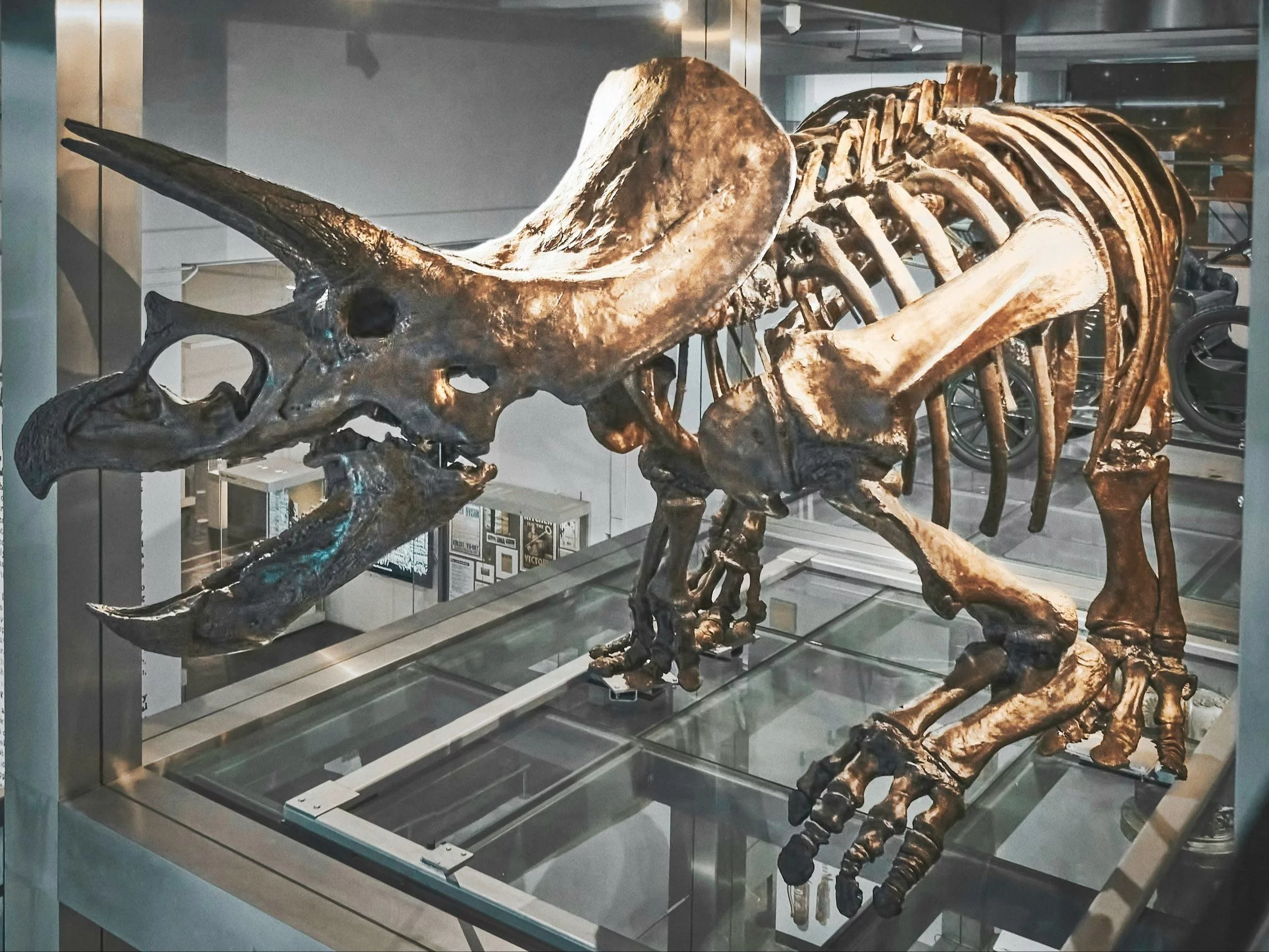 Przez lata się myliliśmy. Przełom w wiedzy o dinozaurach