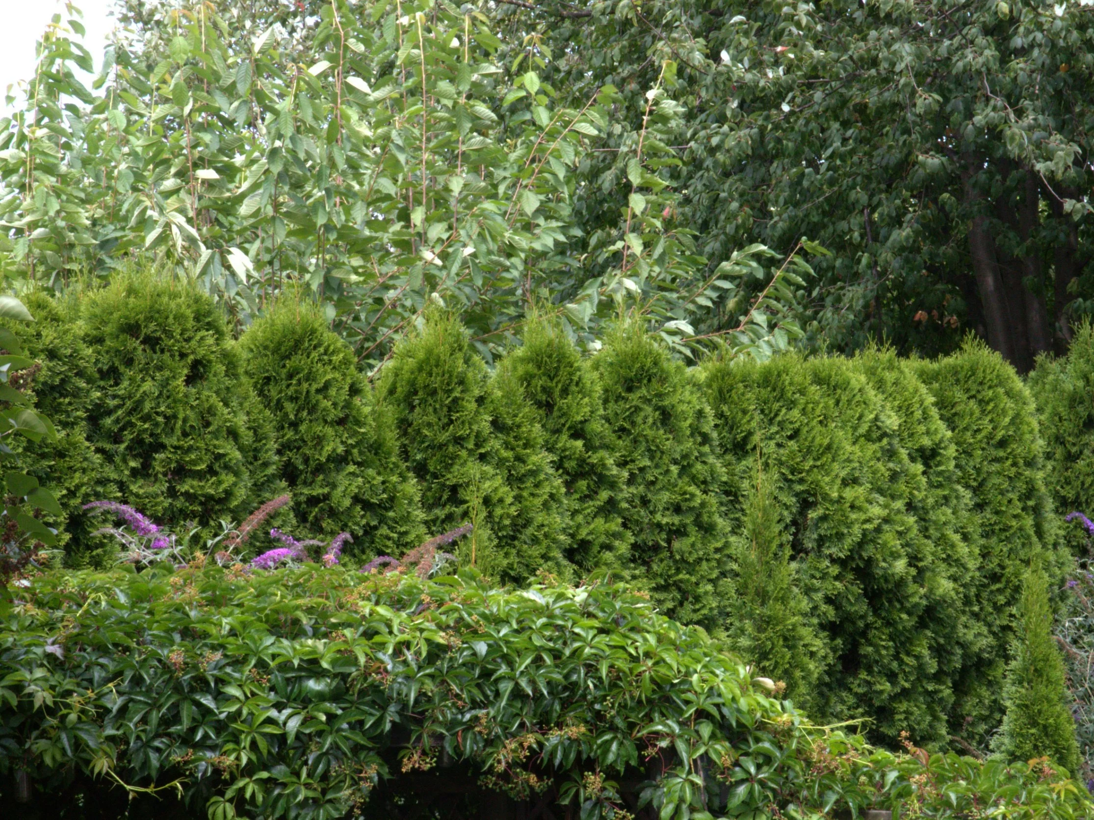 Ostatnie pielęgnacyjne cięcie tui