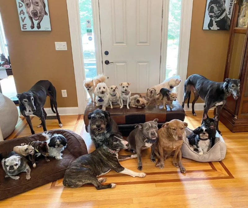 Psy, którymi opiekuje się Chris i Mariesa