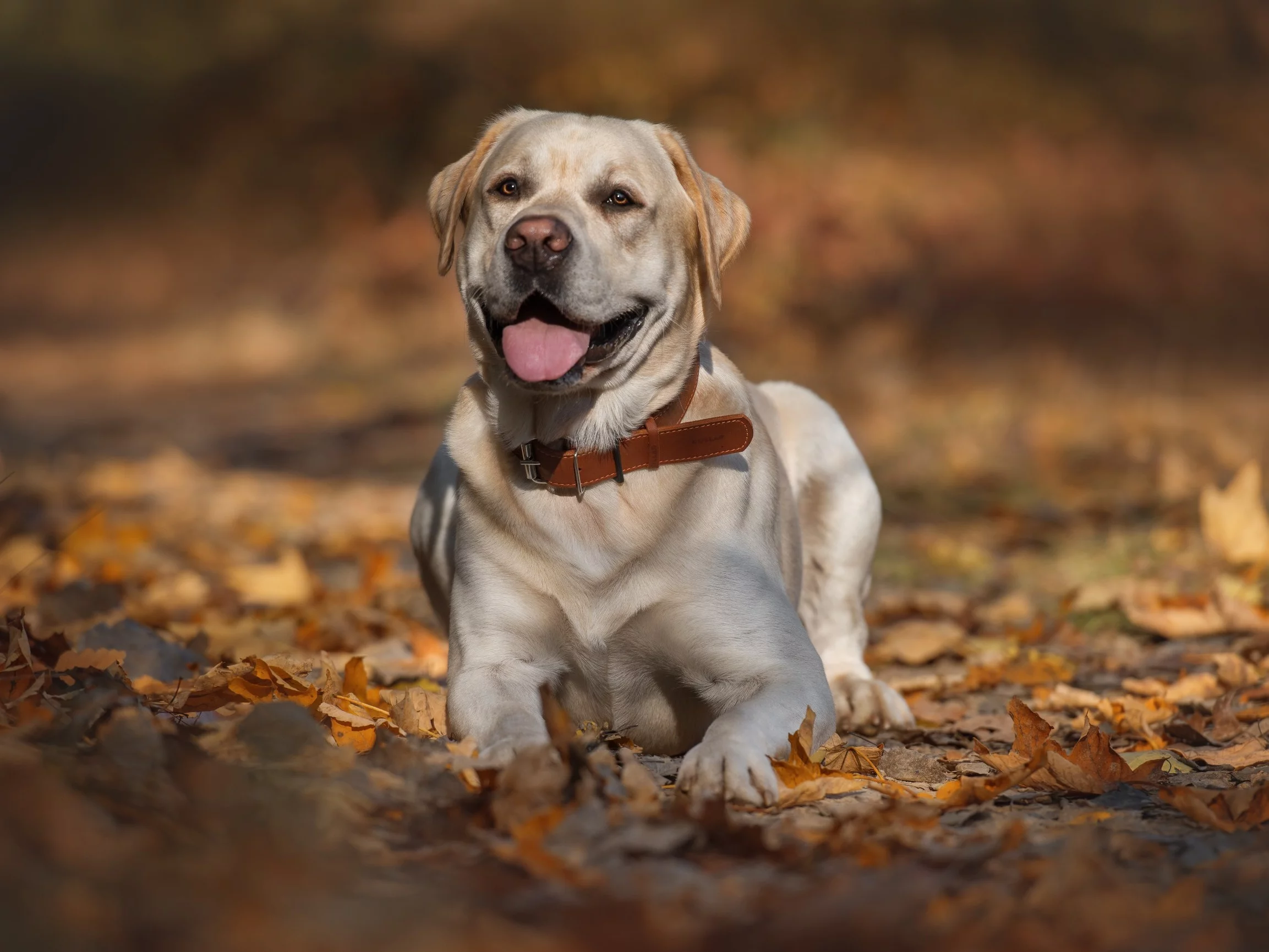 Labrador retriever, zdjęcie ilustracyjne