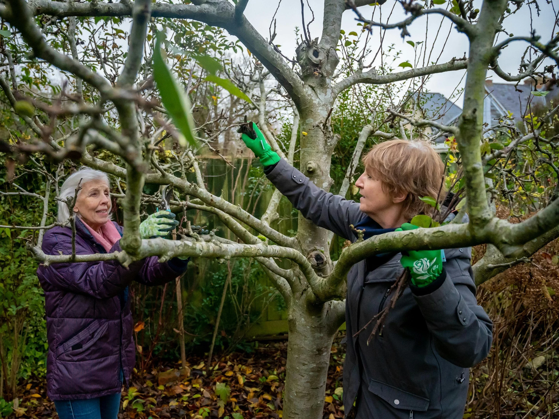 Przycinanie drzewek owocowych