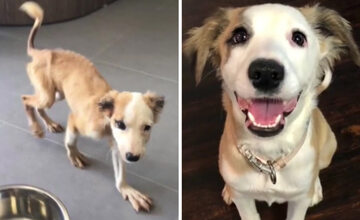 Psia metamorfoza przed i po adopcji