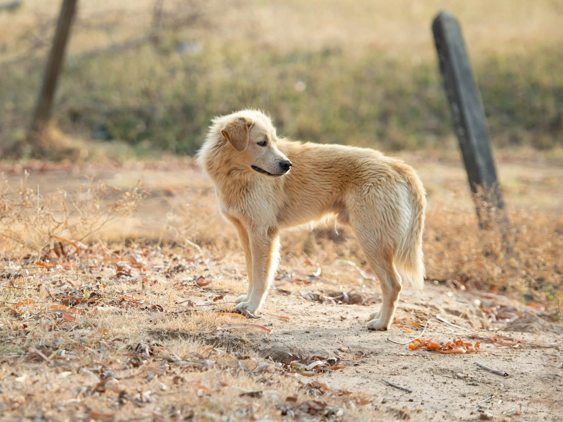Sprawdzili, czy psy będą mówić ludzkim głosem. Naukowcy już wiedzą