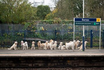Psy czekające na pociąg