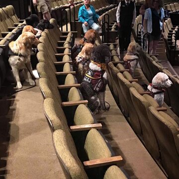 Psy na przedstawieniu w teatrze