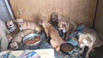 Psy uratowane w Gminie Limanowa