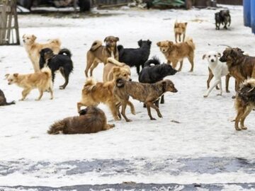 Psy z Ukrainy, które chce uratować stowarzyszenie „Pogotowie dla Zwierząt”