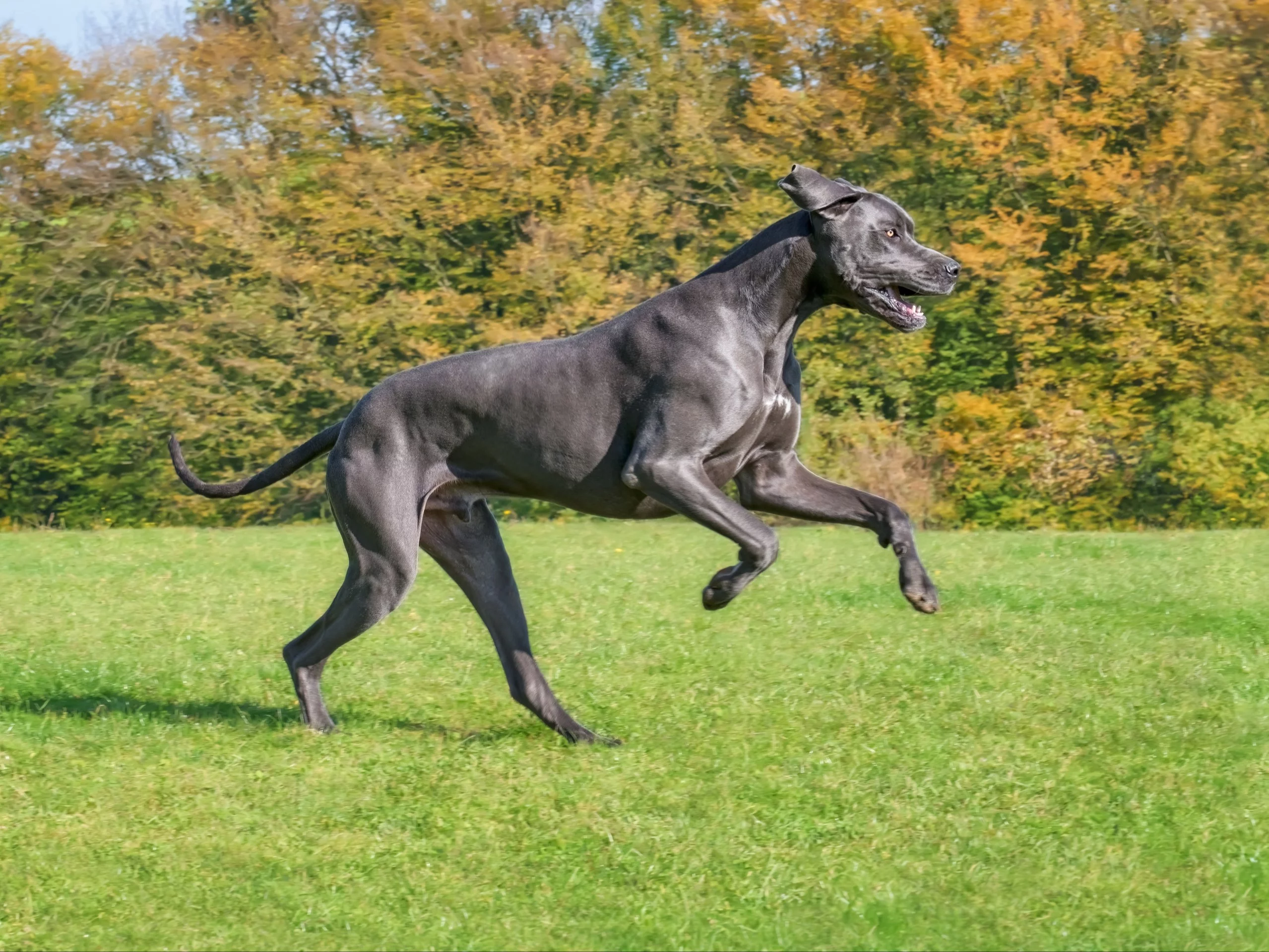 Dog niemiecki, zdjęcie ilustracyjne