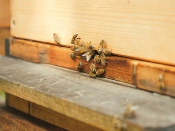 Pszczoły wchodzące i wychodzące z ula