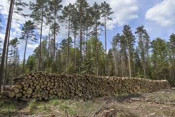 Puszcza Białowieska