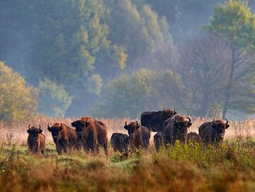 Puszcza Białowieska