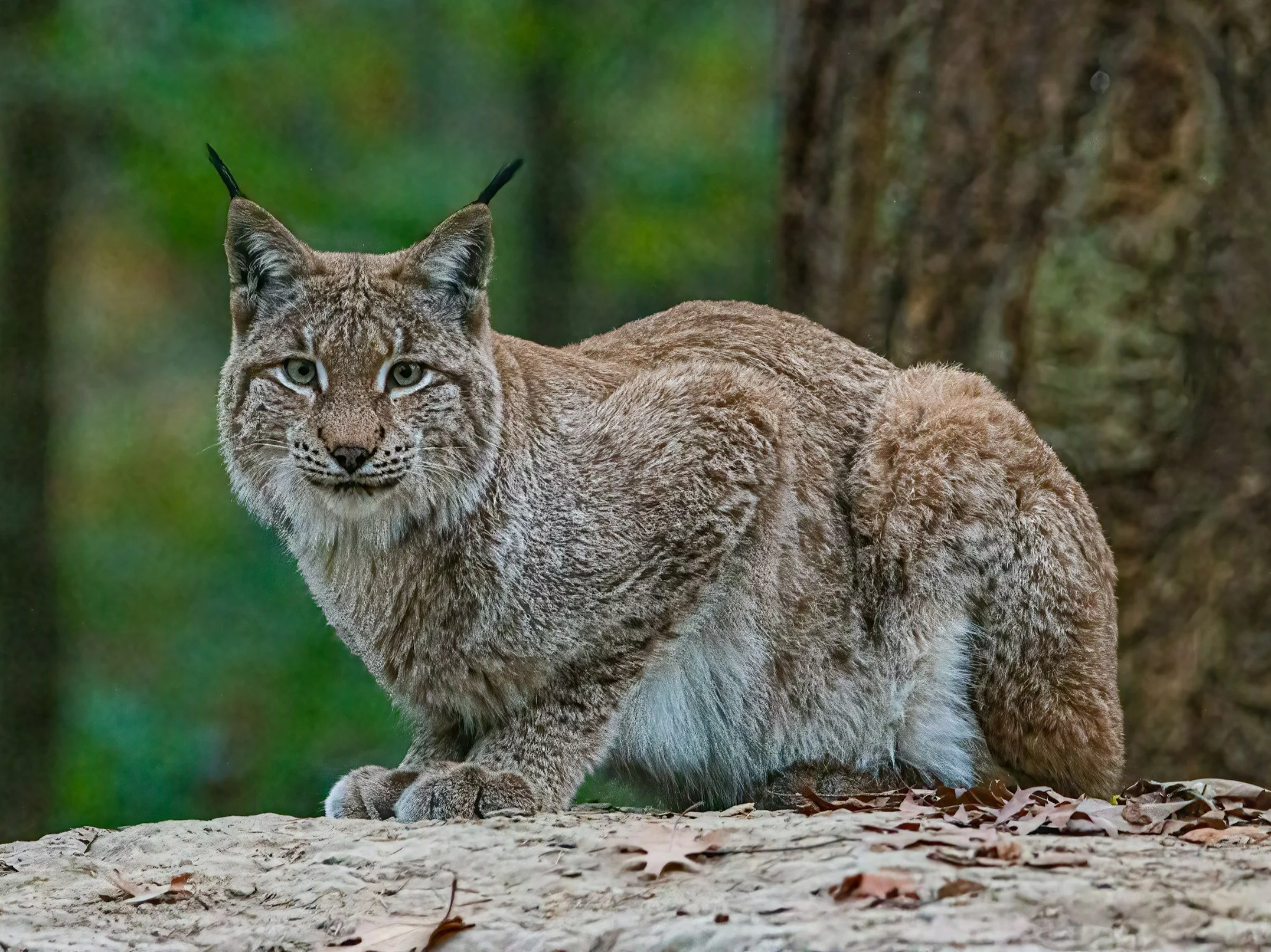 Ryś. Quiz o zwierzętach
