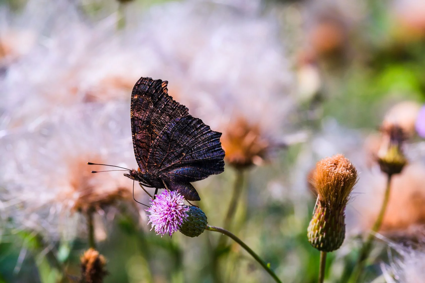 Motyl na łące