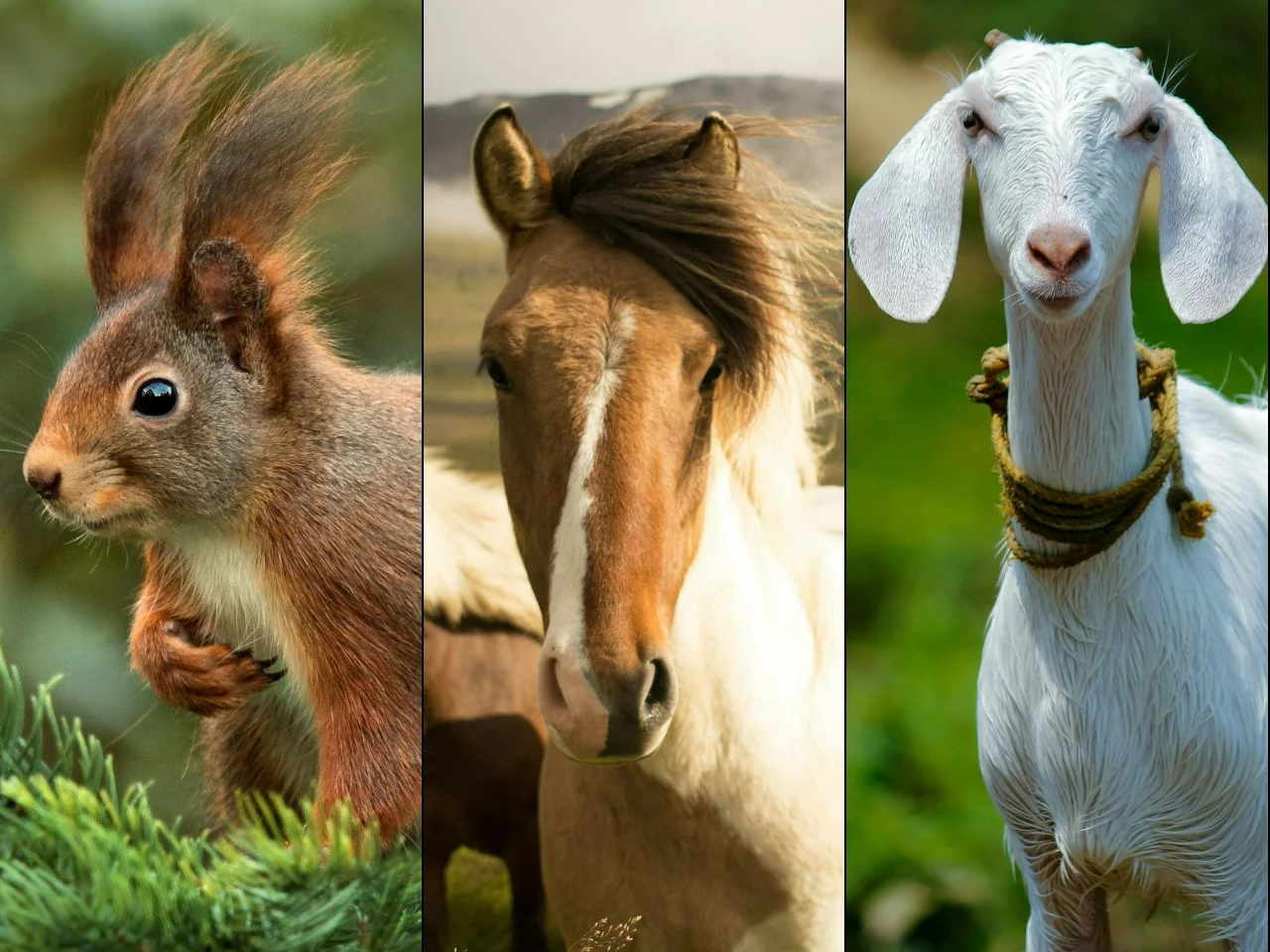 Quiz z przysłowiami