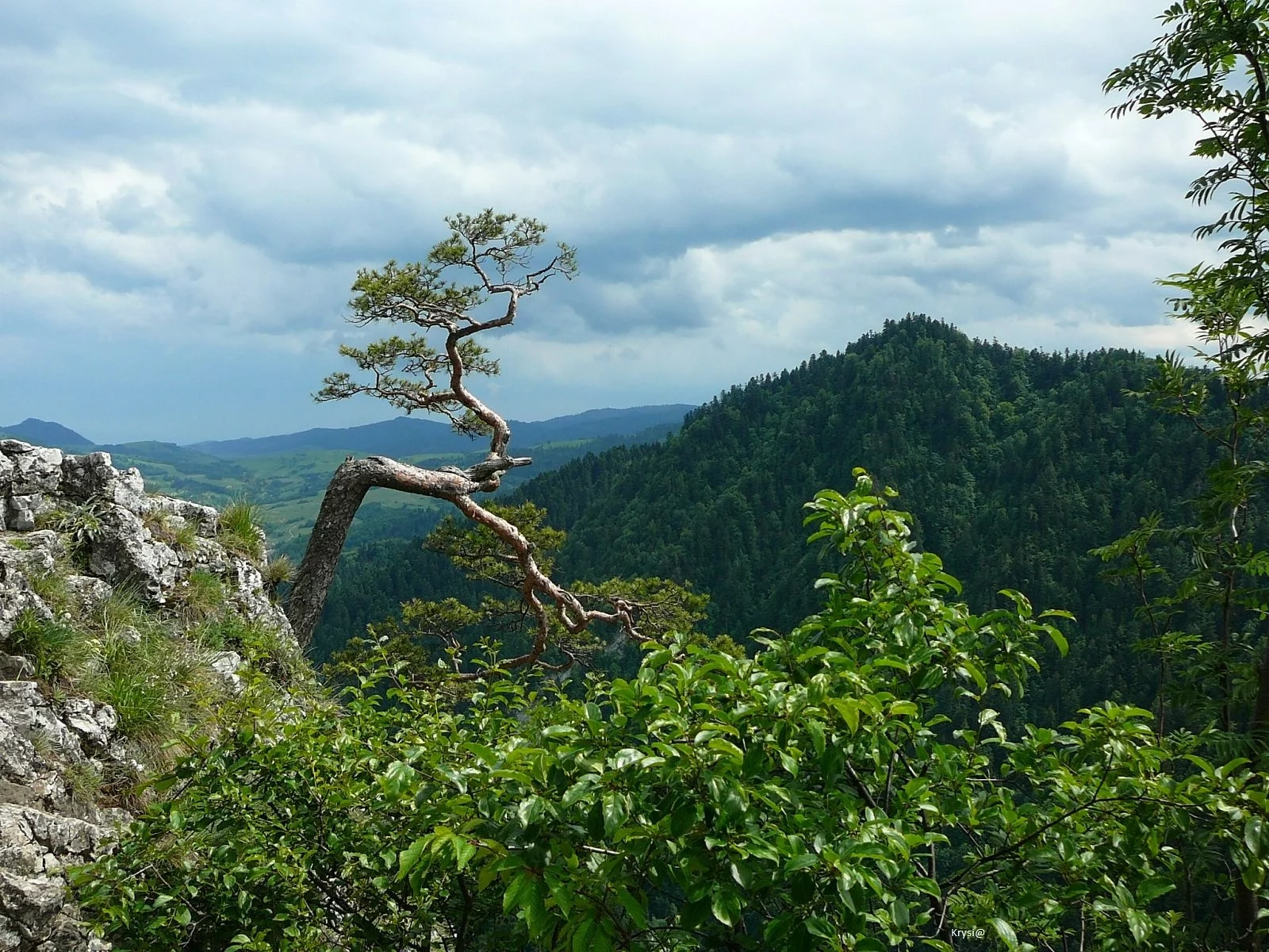 Sokolica, Pieniny