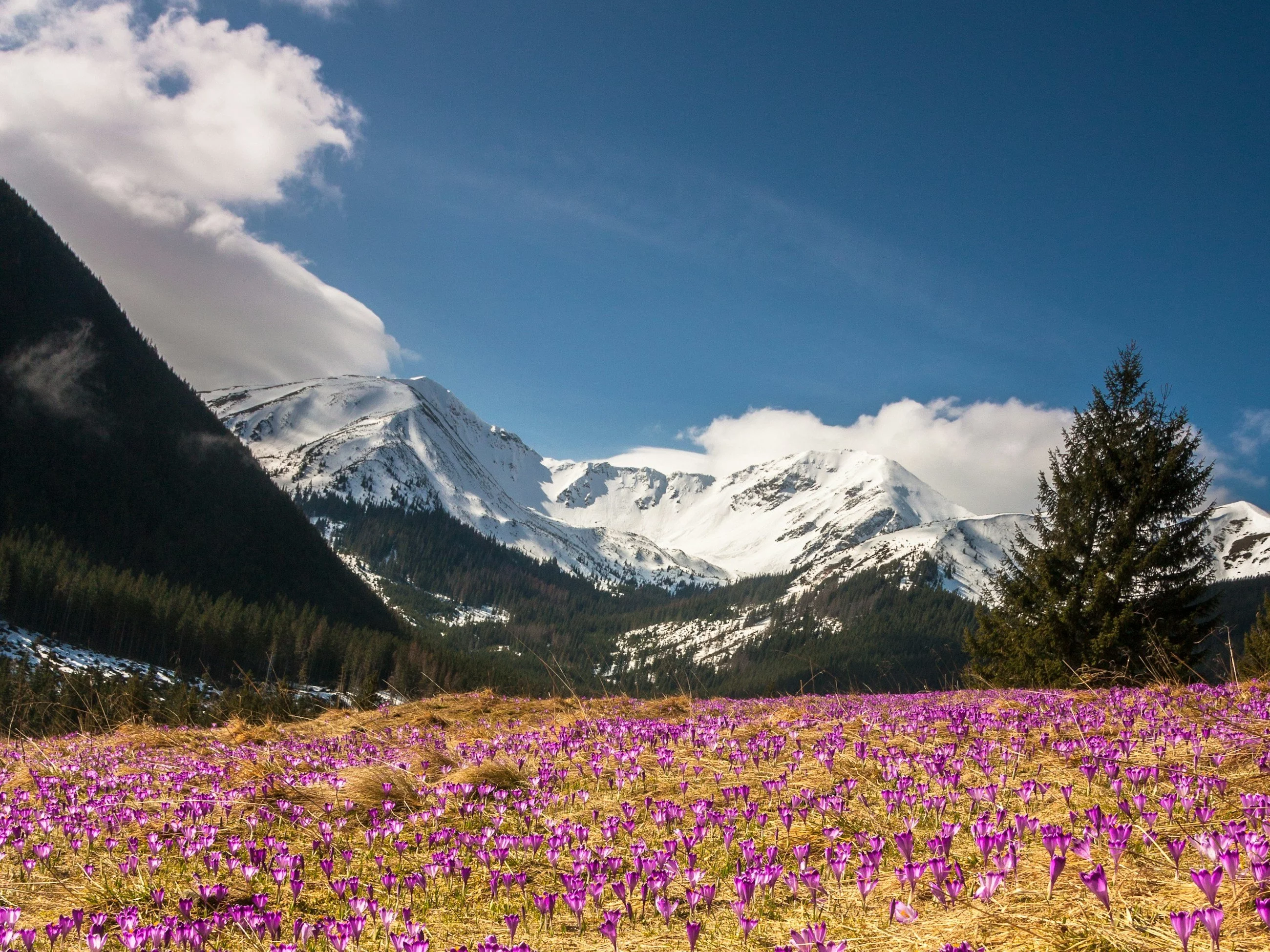 Tatry