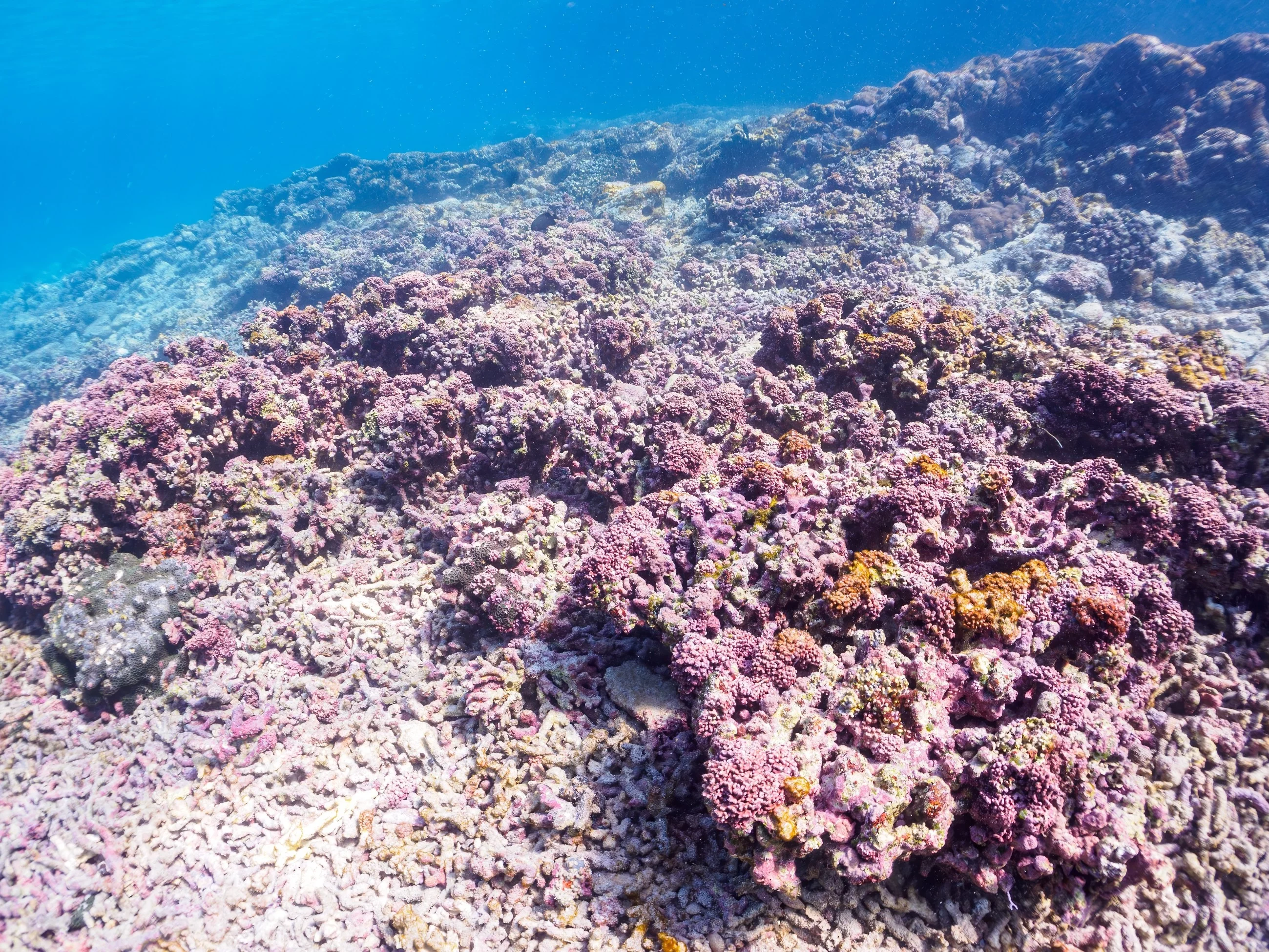 Przerażający raport naukowców. Jesteśmy na krawędzi zagłady raf koralowych