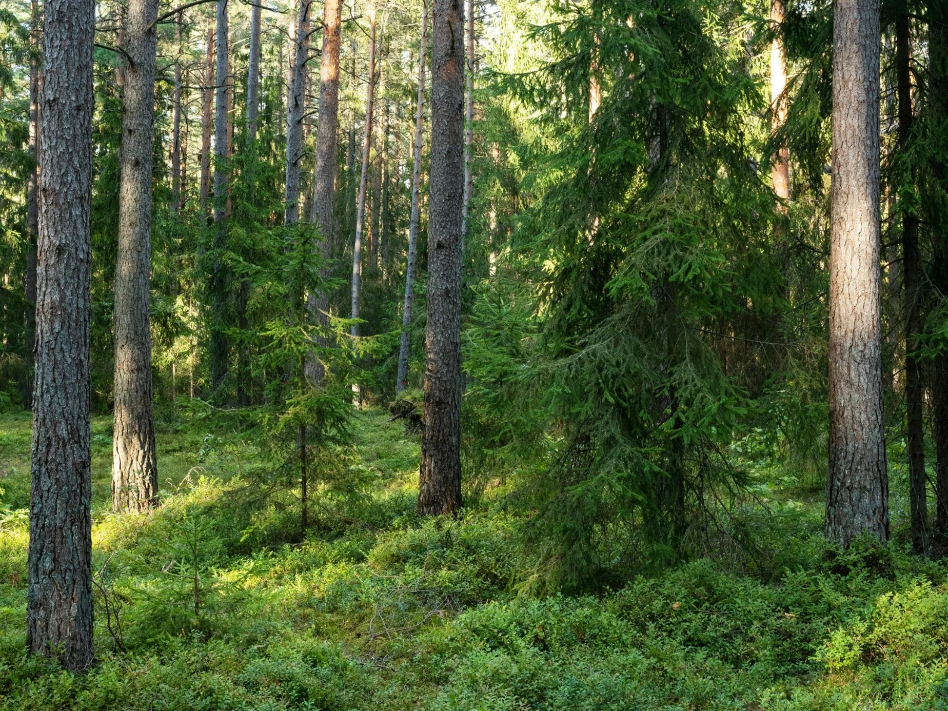 RCB rozesłało ważny alert. „Nie dotykaj kapsułki”